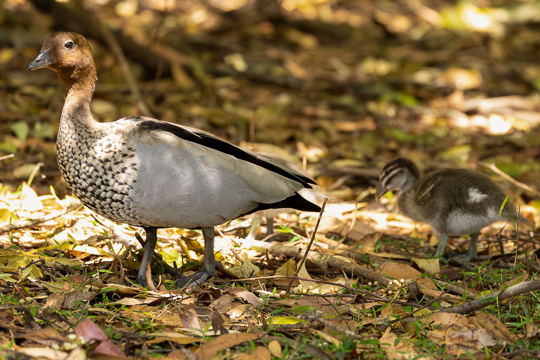 Canberra Drivers Urged Slow Down for Wood Duck Families Crossing Roads