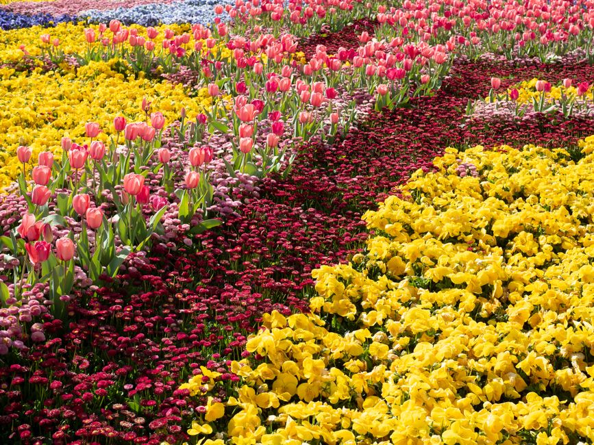 Canberra's Floriade Blooms: Australia's Largest Spring Flower Festival Returns